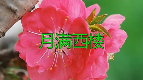 龚玥一首《月满西楼》清脆悦耳,悠扬婉转,好听至极!