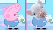 小猪佩奇动画片段变成现实~小兔瑞贝卡居然是最可爱的！