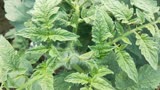 9.4赵家赵大哥后