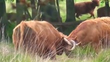 动物世界：动物大战-为争夺配偶，野牛和公牛史诗般的战斗！