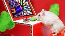 萌宠培养乐园:滑稽的仓鼠玩电子游戏机，仓鼠日常趣事！