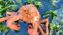 赶海：长得这么磕碜的螃蟹大家见过么？