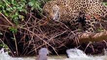南美洲巨型水獭攻击美洲豹-惊险的野生动物攻击时刻！
