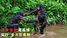 动物界的渣渣，倭黑猩猩最滥情，实行多夫多妻制