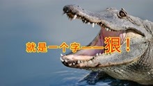 六亲不认！巨型短吻鳄吃掉1.8米长同类，上月还有鳄鱼吃过人