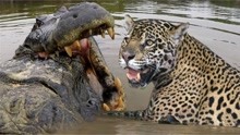美洲豹VS鳄鱼VS水獭-野生动物决一死战，我爱自然