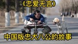 中国版忠犬八公的故事