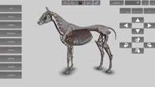 兽医马体解剖软件,3D动物解剖学实验教学软件,马3D使用演示视频