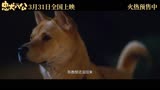 《忠犬八公》：这是一只小狗感动全球数亿人的故事