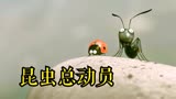 七星瓢虫和黑蚁难兄难弟，互帮互助《昆虫总动员》