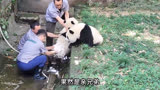 熊猫渝可被三个奶爸洗澡，渝爱跑去帮它，结果太搞笑了