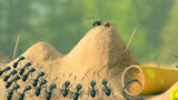 蚂蚁就为了争夺一块糖果，两边开始打仗《昆虫总动员》