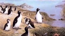 南极有企鹅，北极为什么没有呢？大海雀灭绝之谜 #未解之谜