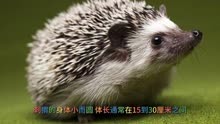 动物百科·刺猬（Hedgehog）