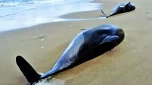 俄罗斯阿纳帕现“海豚墓地”，约40头海豚横尸沙滩，死因令人疑惑