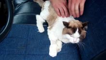 Animal Chiropractor adjusts Cat 猫的整脊