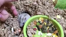 Cute Hamster Vlog! (