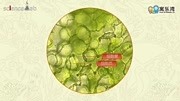 黄瓜果肉细胞简图图片