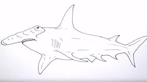 教你认识大海里的鲨鱼 巨型锤头鲨