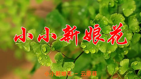 雲菲菲一曲《小小新娘花》甜美動聽,讓人深深的陶醉!