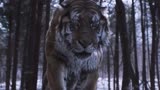 《大虎》老虎不愧是森林之王，一声怒吼就把日军吓得惊慌失措了…