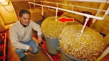 日本人如何发豆芽，240元一公斤供不应求，不外传的制作方法！