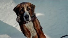 《野性的呼唤》狗狗巴克遇见第二个主人，开启雪橇犬生涯