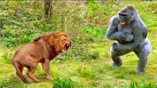 动物世界：动物之间的精彩打斗的瞬间，狮子，猩猩之间的打斗瞬间