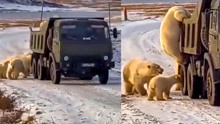 北极霸主也跨界上梁山，北极熊打劫一辆垃圾车，司机吓得不敢动