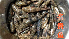 沙塘鳢被誉为淡水名贵鱼，最高能卖100多块钱一斤，它名贵在哪