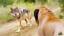 狗狗和野狼对峙，再大的狗也是害怕狼，这就是野兽和家畜的区别！