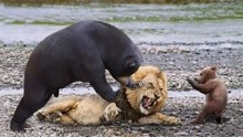 灰熊从美洲狮狩猎中救她的孩子 野生动物攻击