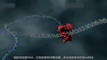 3D演示：基因表达及PCR原理