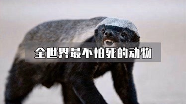 全世界最不怕死的動物平頭哥為什麼這麼猛