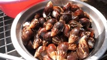 韩国美女养殖的100万只蜗牛，吃起来和螺蛳肉没有什么区别