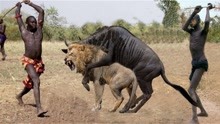 10种可以打败狮子的动物，狮子VS牛羚、鳄鱼、豪猪、水牛、蜜獾