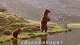 电影熊的故事真人版熊出没熊的故事熊出没