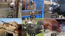 不同国家牛叫声，中国黄牛难过伤心，美国牛叫低沉，日本牛声音大