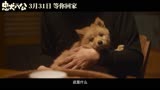 电影《忠犬八公》定档3月31日，再现狗狗感动全球数亿人的故事