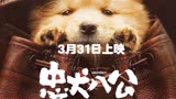 《忠犬八公》3月31日上映