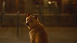 《忠犬八公 》一只小狗感动全球数亿人的故事