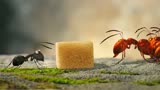 一块方糖，引发蚂蚁界的世纪大战《昆虫总动员》