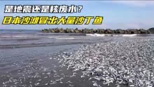 是地震还是核废水，日本沙滩冒出大量沙丁鱼，居民反应从未见过