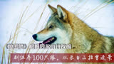 狼图腾：在东北买来百只野狼进行实拍，从长白山拉40吨雪只为环保