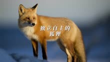 独立自主的狐狸，只有在繁殖季节才会和同类接触