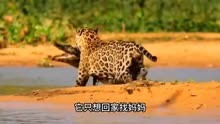 美洲豹远程教学打工豹，看他如何轻松拿捏鳄鱼